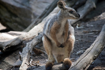 the yellow footed rock wallaby has grey and tan fur