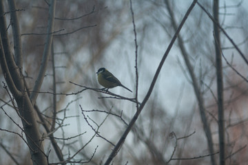 titmouse sits on a tree branch