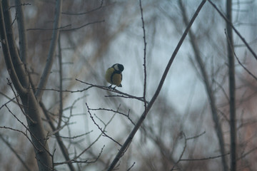 titmouse sits on a tree branch