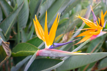 MADEIRA ISLAND, PORTUGAL, 2019