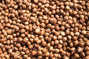 hazelnuts are scattered on the table. Background for design