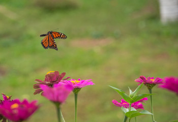 butterfly over the zinnias