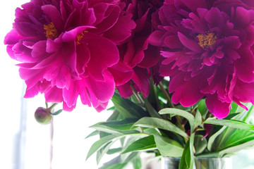 Obraz premium delicate peonies on a summer day