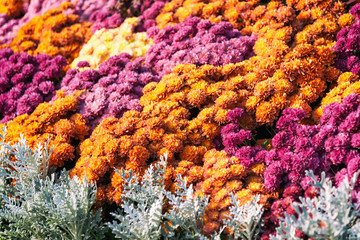 Fototapeta na wymiar Orange and purple daisy flowers, nature backgrounds