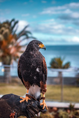 FUNCHAL. MADEIRA, PORTUGAL