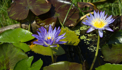 Beautiful purple lotus, in a beautiful natural pond