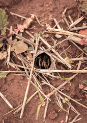 Spider in natural refuge in the middle of nature