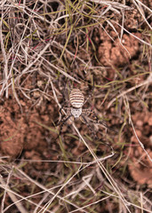 Spider in the middle of vegetation