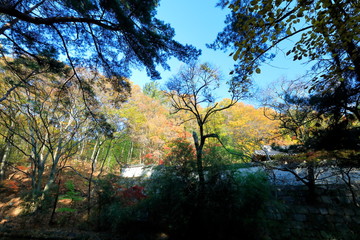 한국 전통 건축물이 보이는 아름다운 가을 풍경
