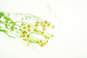 Red Rose and Daisy Flower isolated on White background Classic style