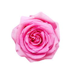 Beautiful pink rose flowers skin blooming with water drops patterns isolated on white background , wet top view clipping path