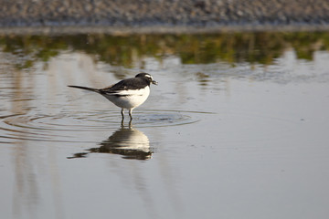 セグロセキレイ