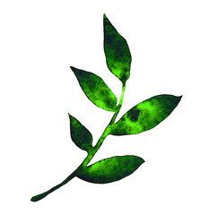 Watercolor branch with green leaves isolated on white