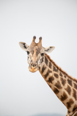 Naklejka premium portrait of giraffe head isolate on white