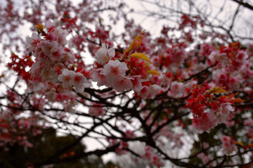 Tree Flower Spring Nature Tokyo Narita in Japan - HND - NRT - OKA - CTS