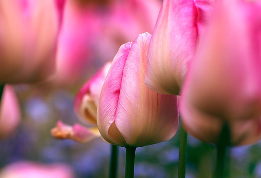 Tulpen