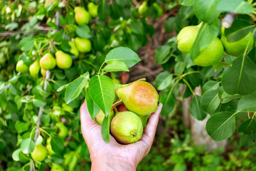ripe pears harvesting in the garden. farmer's hand holding pears on the background of fruit trees. selective focus