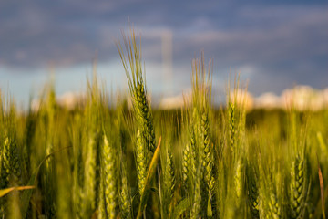 Growing green rye on an agricultural field