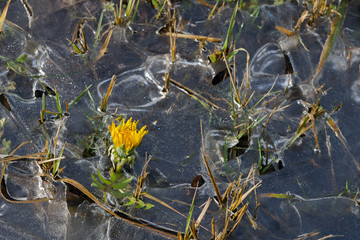 Dandelion flower breaking through thin crust of shiny brittle ice that surrounded it and tufts of green grass around it. Concept:  Triumph of life, a warm living beginning in the cold frosty reality