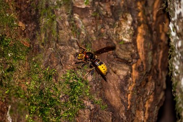 A hornet sits on a tree near a hollow