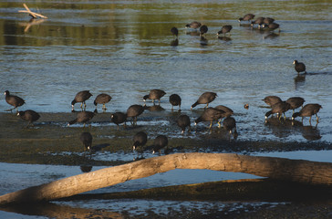 The estuary of San José, is the most important natural space in town,  more than 200 species of...