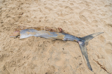 Dead swordfish on the beach, Australia