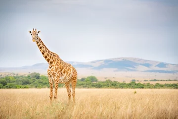 Fototapeten Giraffes live in savanna areas © gorgai
