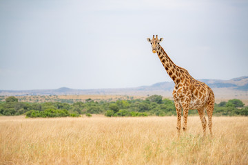 Fototapeta premium Giraffes live in savanna areas