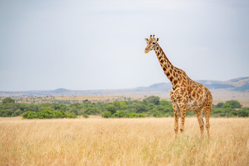 Giraffes live in savanna areas