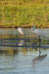 The estuary of San José, is the most important natural space in town,  more than 200 species of animals (70% birds)  can be found here in this quiet peaceful place 