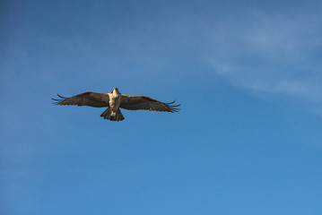 Close up of a Mexican Falcon / Hawk flying in the sky, open wings