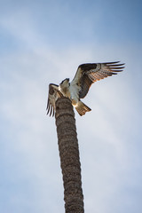 Close up of a the back of a Mexican Hawk possing at the top of a tall palm tree trunk