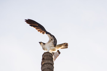 Close up of a the back of a Mexican Hawk possing at the top of a tall palm tree trunk