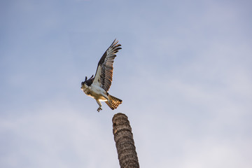 Close up of a the back of a Mexican Hawk possing at the top of a tall palm tree trunk