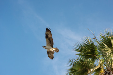 Close up of a Mexican Falcon / Hawk flying in the sky, open wings