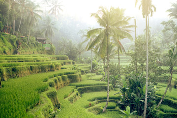 Fototapeta na wymiar Beautiful rice terraces in the morning light near Tegallalang village, Ubud, Bali, Indonesia.