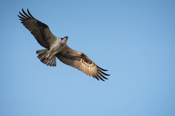 Close up of a Mexican Falcon / Hawk flying in the sky, open wings