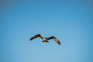 Fototapeta na wymiar Close up of a Mexican Falcon / Hawk flying in the sky, open wings