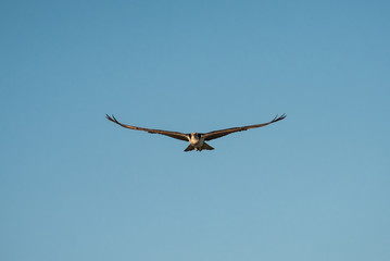 Close up of a Mexican Falcon / Hawk flying in the sky, open wings
