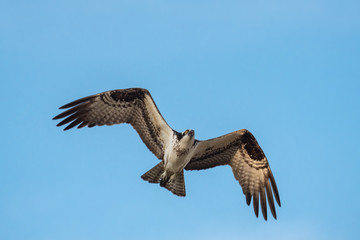 Close up of a Mexican Falcon / Hawk flying in the sky, open wings