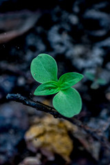 Close up portrait of a little plant that grew in tropical country