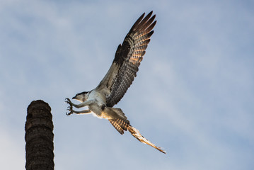 Close up of a Mexican Falcon / Hawk flying in the sky, open wings