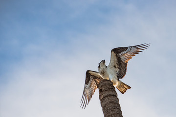 Close up of a the back of a Mexican Hawk possing at the top of a tall palm tree trunk
