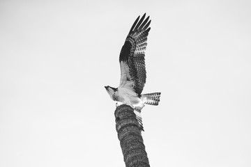 Black and white close up Photograph of a Mexican Hawk possing the top of a tall palm tree trunk
