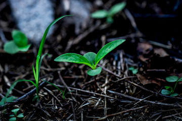 Close up portrait of a little plant that grew in tropical country