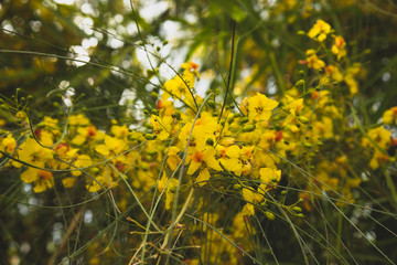 Close up of the Vegetation in 