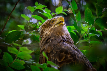 【千葉県】千葉市動物公園のオジロワシ