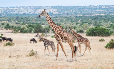Giraffes live in savanna areas