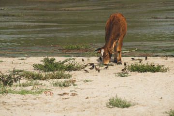 Wonderful Scene of Cattle, Birds and Nature in a Estuary at 