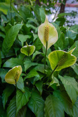 peace lily flower